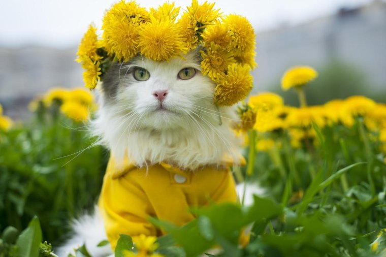 Кот и одуванчик