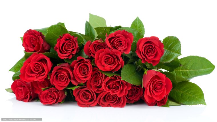 Красивые розы на белом фоне