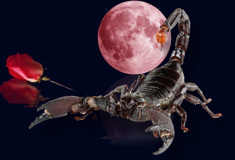 Скорпион и цветы