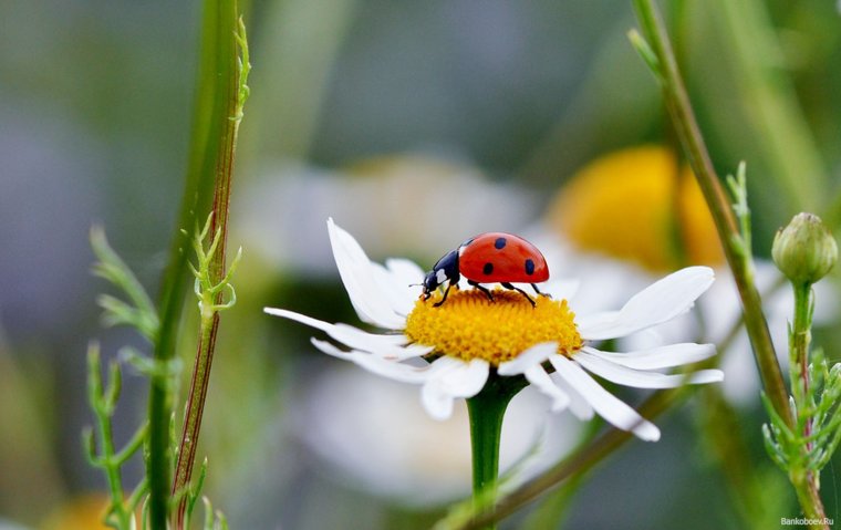 Многая лета