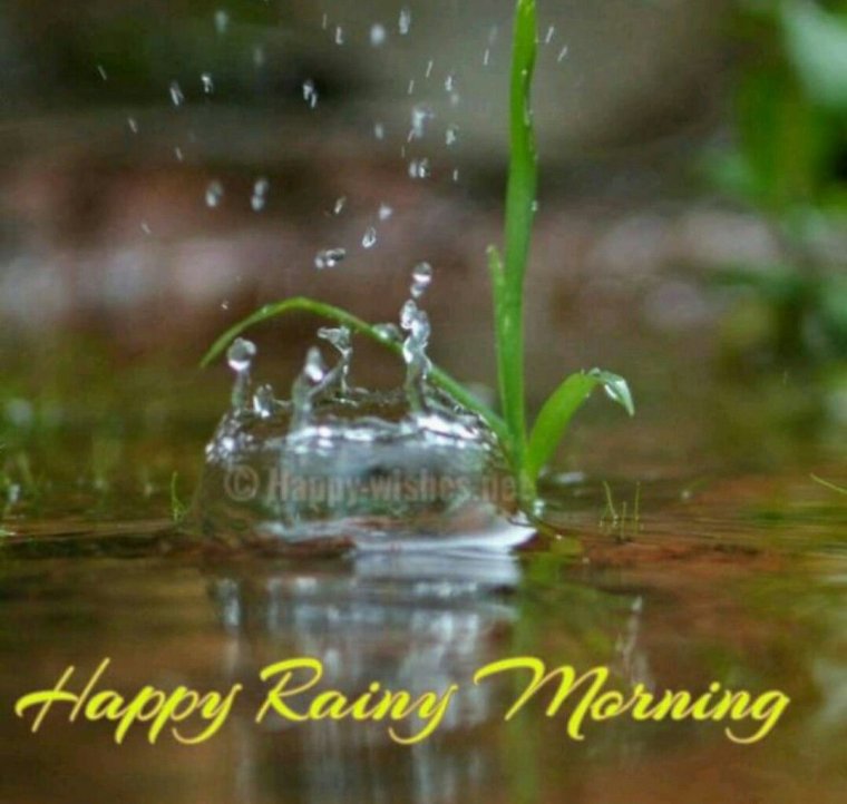 Дождливое утро