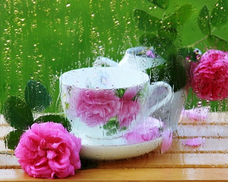 Дождливое утро цветы