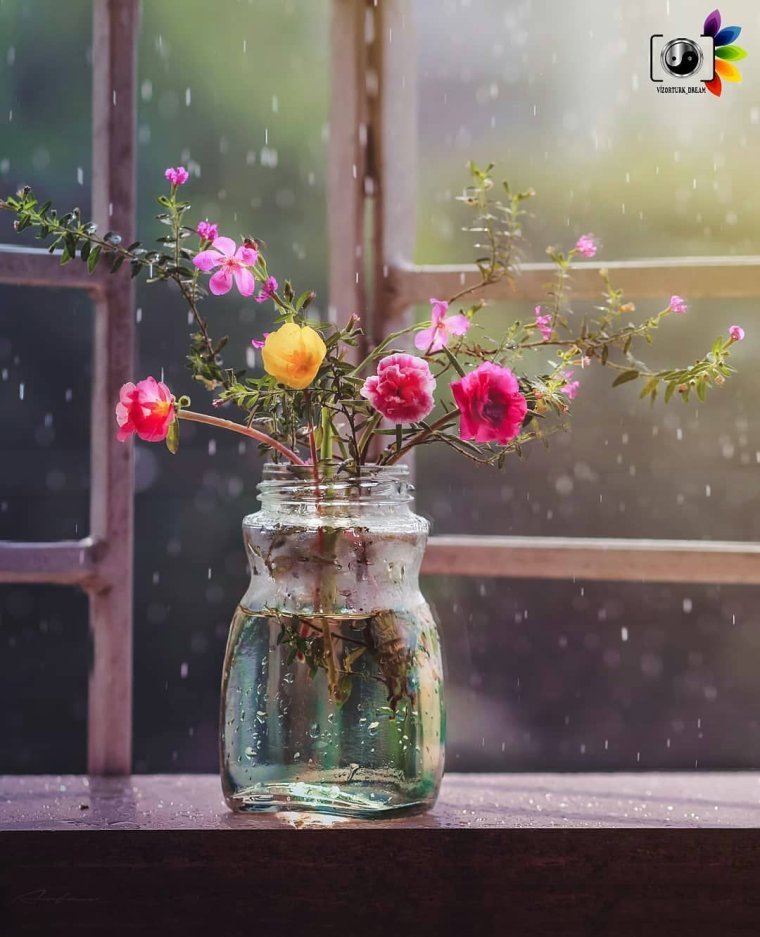 Цветы на дождливом окне