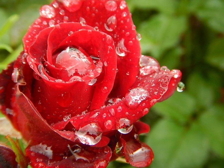 Роза с каплями воды