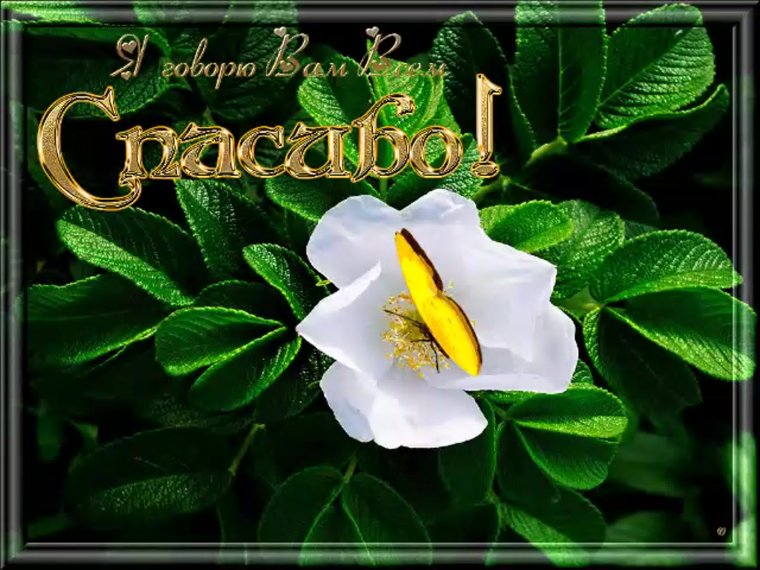 Спасибо открытки красивые