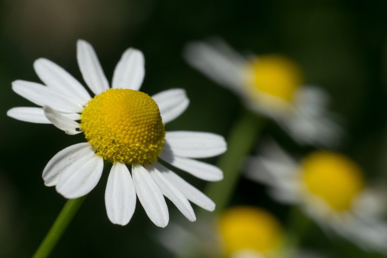 Ромашковая свадьба