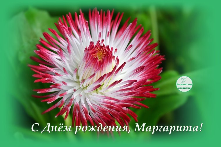 С днём рождения Маргаритка