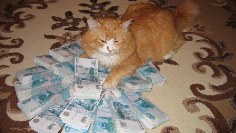 Рыжий кот с деньгами