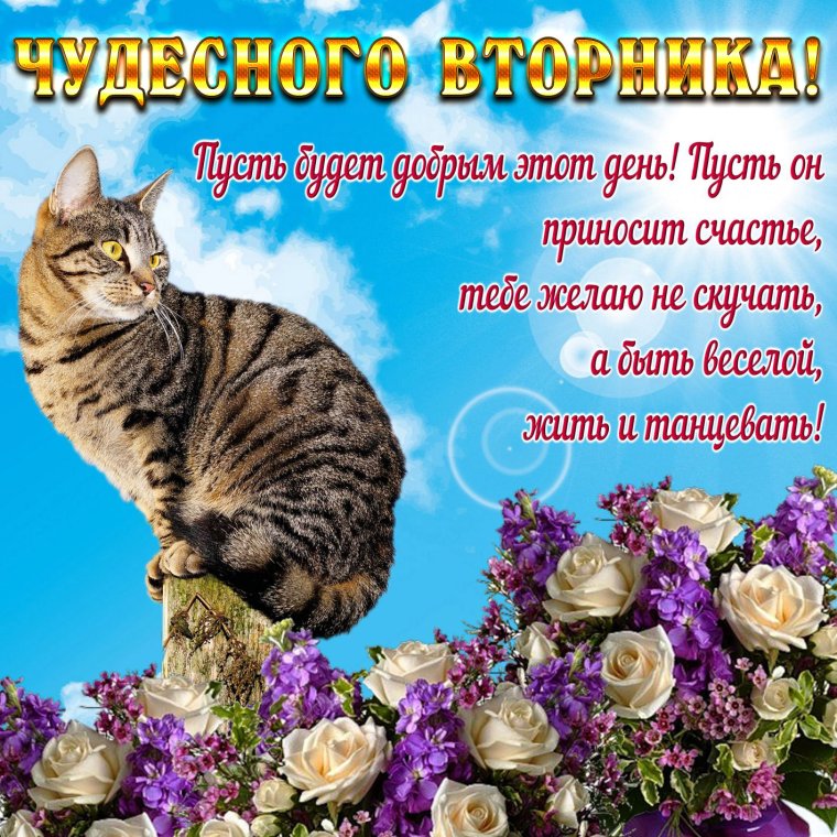 Поздравления со вторником прикольные