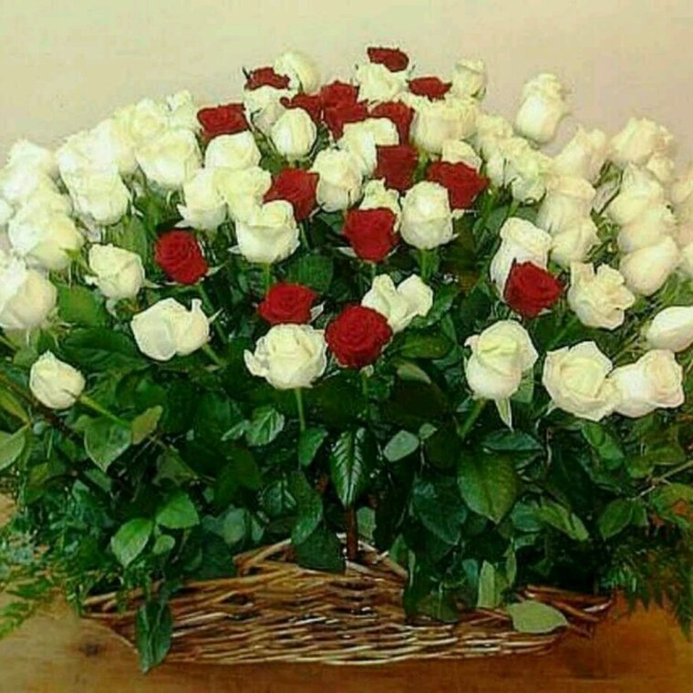 Огромный букет белых роз с днем рождения