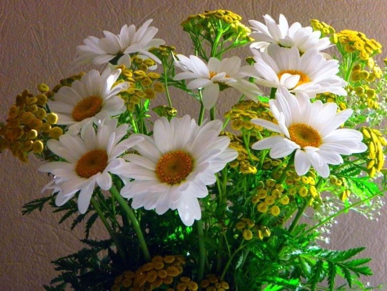 Добрый вечер ромашки