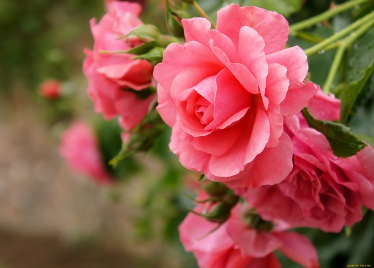 Пожелания счастья