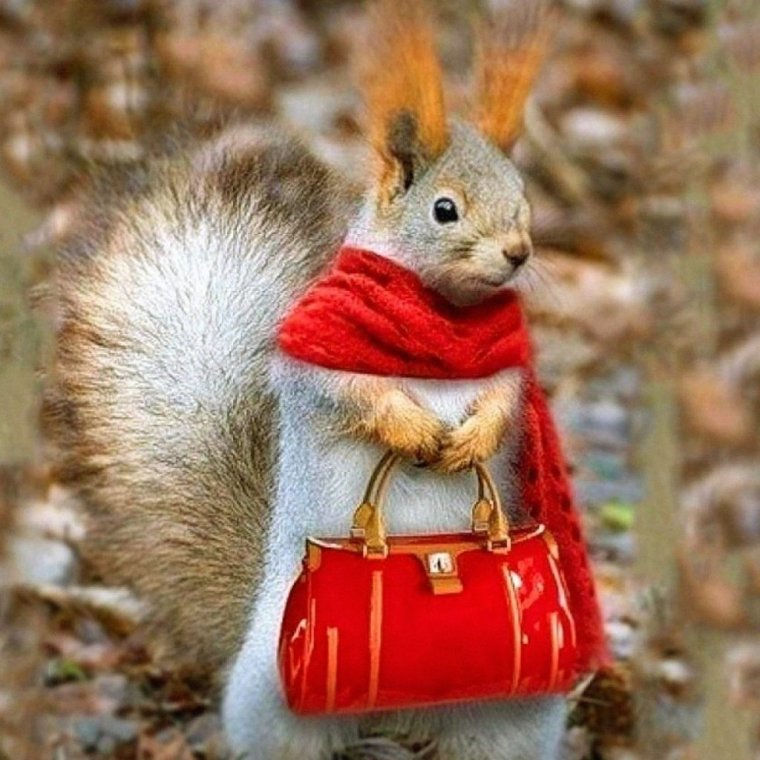 Сумка белка