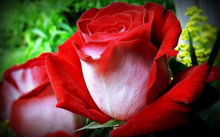 Самые красивые слова для любимой