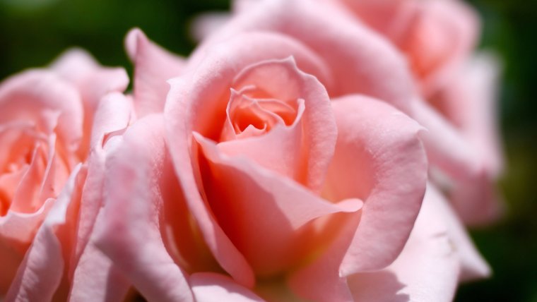 Цветы для красавицы