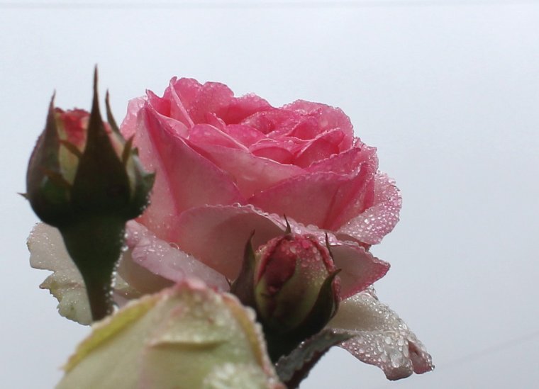 Прекрасной даме прекрасные цветы