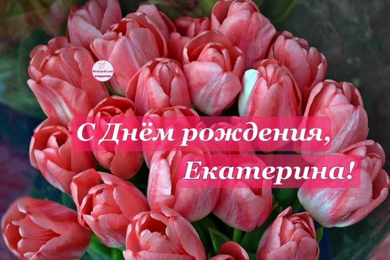 Тюльпан Акита