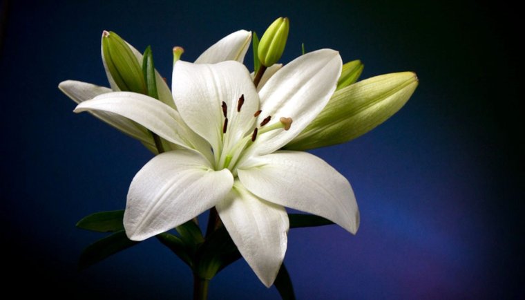 Лилия Аполло