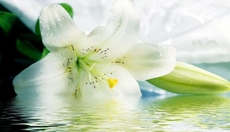 Лилии Белгравия