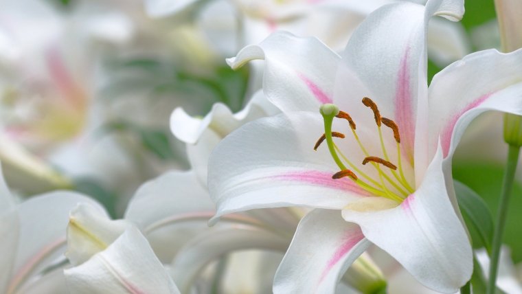 С днём рождения лилии