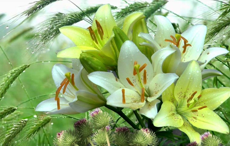 Лилии картинки красивые для поздравления