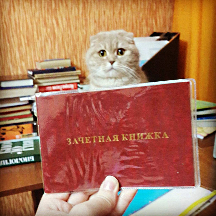 Кот с зачеткой