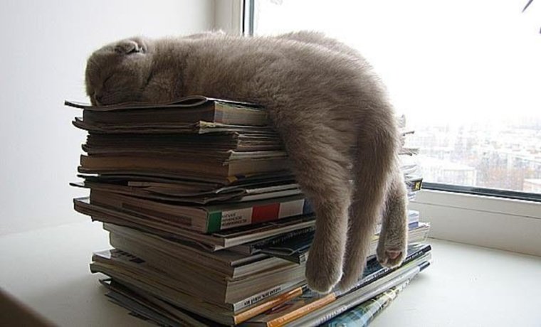 Кот спящий на книгах