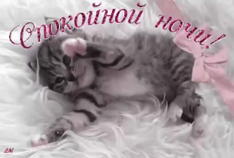 Спокойной ночи кот