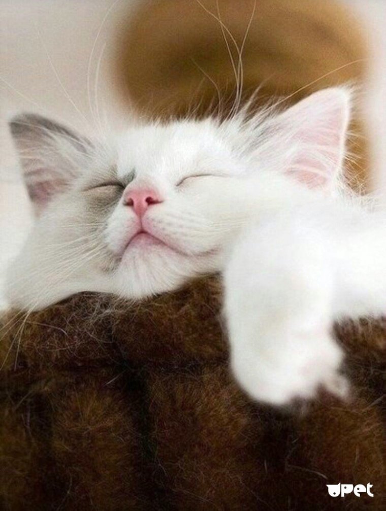 Милые спящие котята