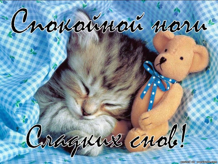 Сладких снов котик