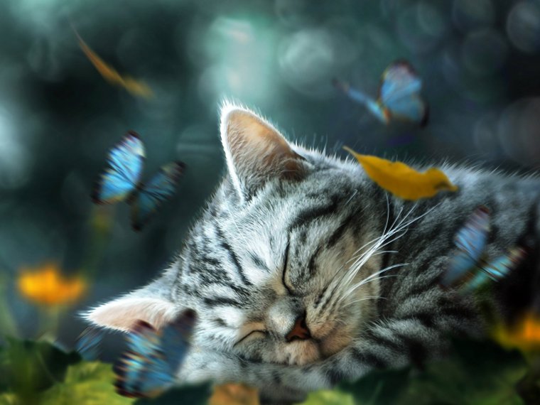 Кошка с бабочками
