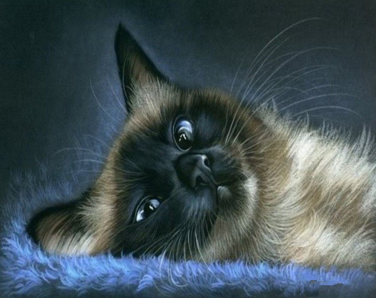 Спокойной ночи кошечка