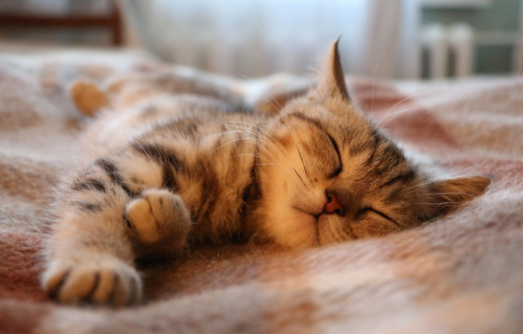 Спящие котята