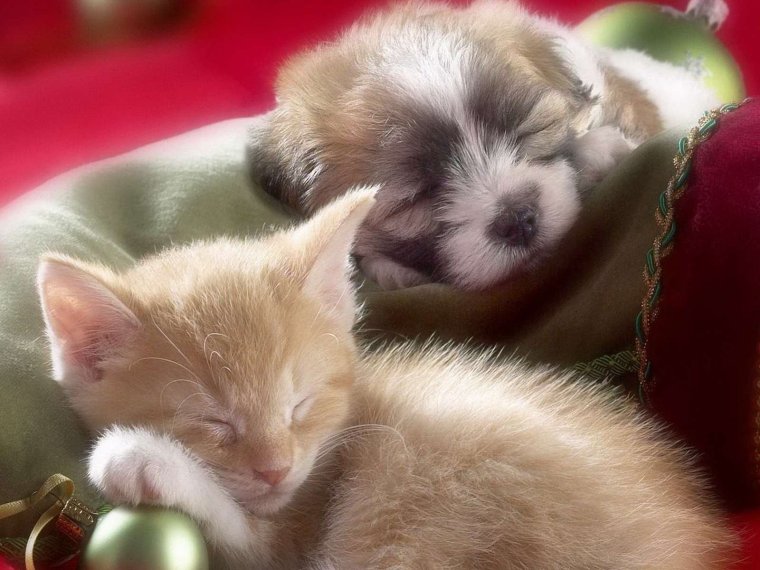 Котенок мечтает