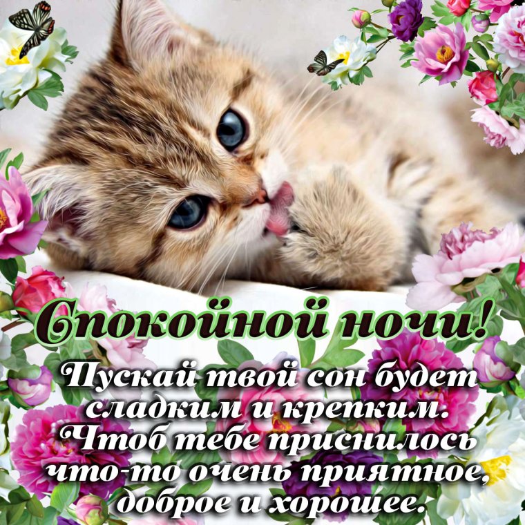Котенок. Спокойной ночи!