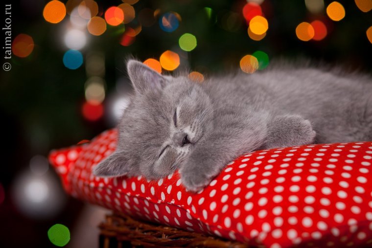 Спящий котенок