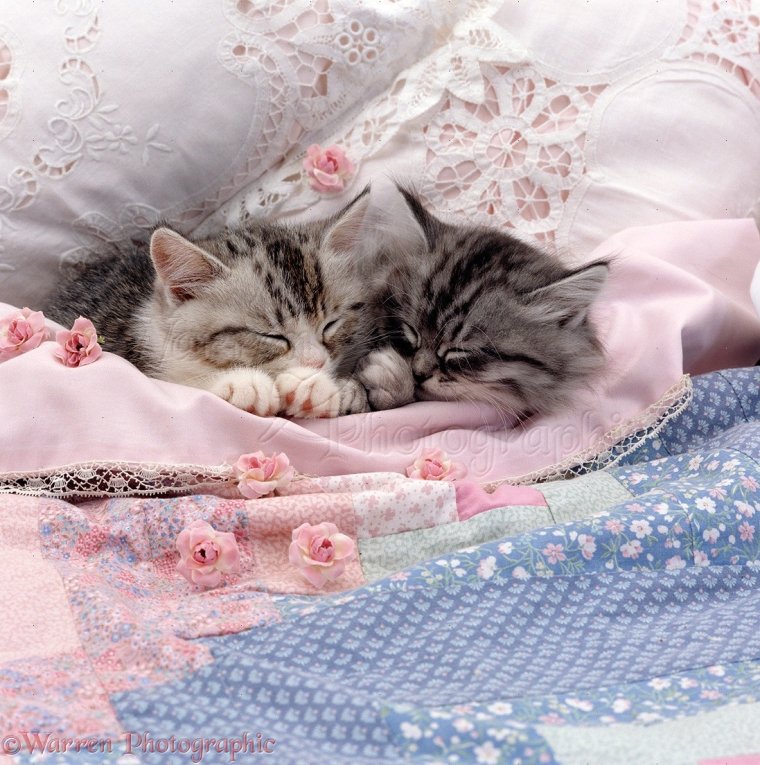 Спокойной ночи принцесса