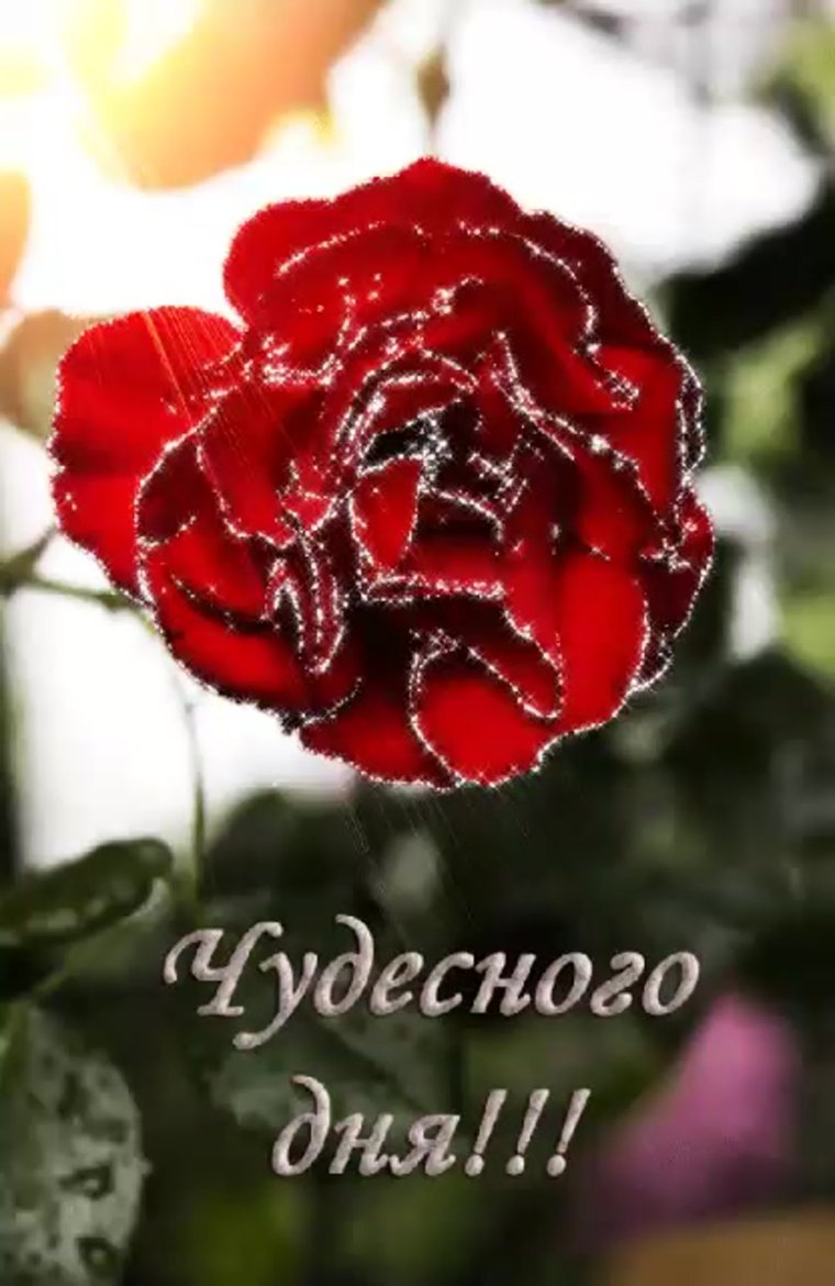 Добрый день gif