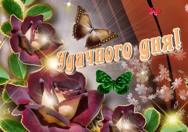 Удачного дня гиф