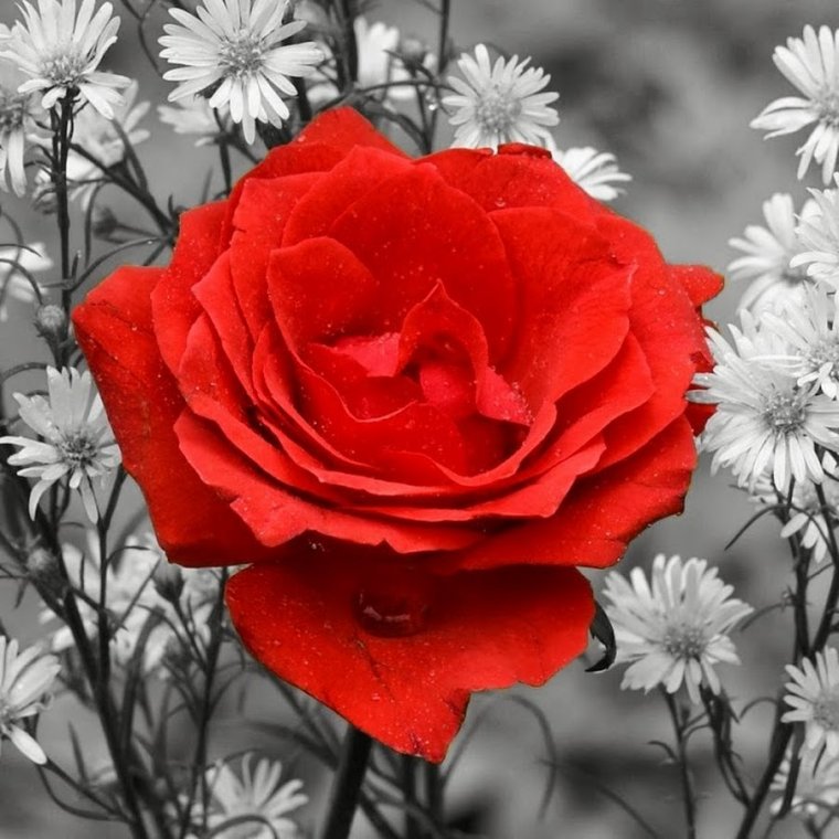 Ромашка среди роз