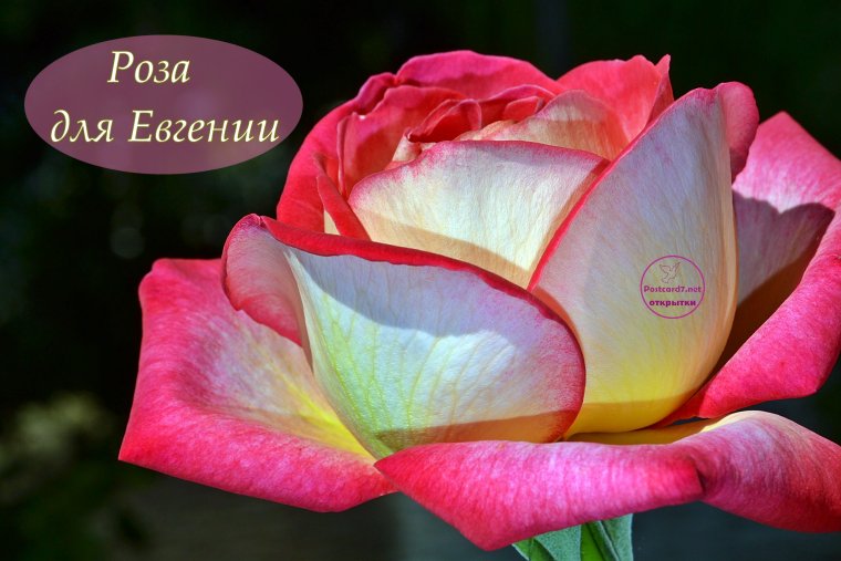 Цветы для Евгении