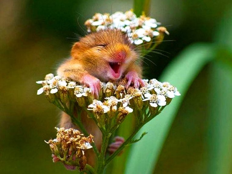 Хомячок в цветах