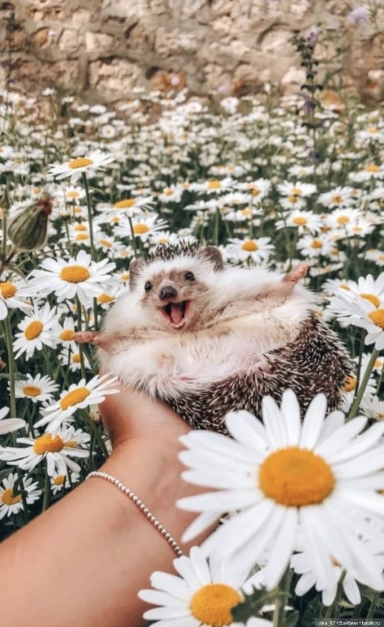 Ёжик в ромашках
