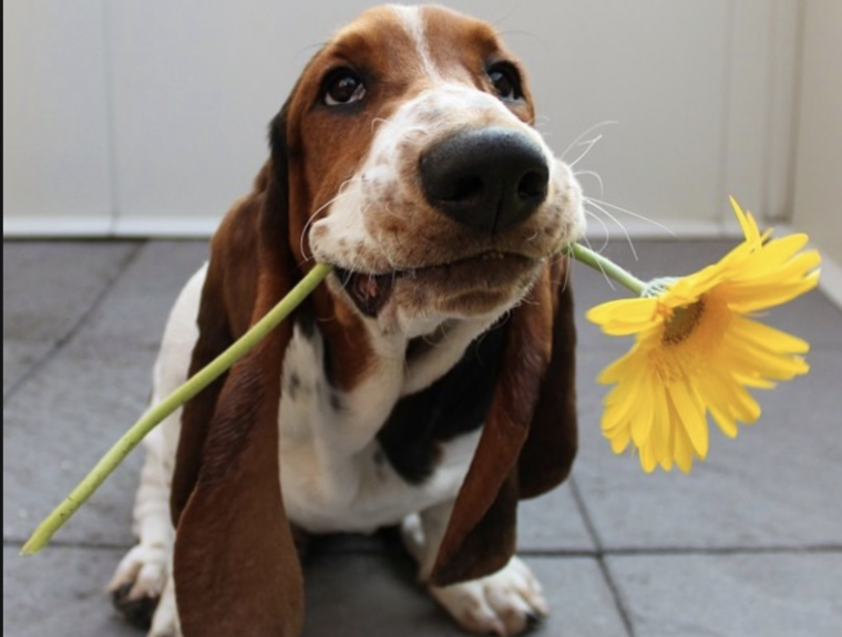 Настроение собаки