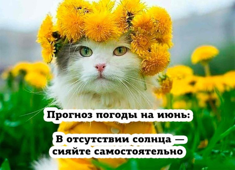Котик в одуванчиках