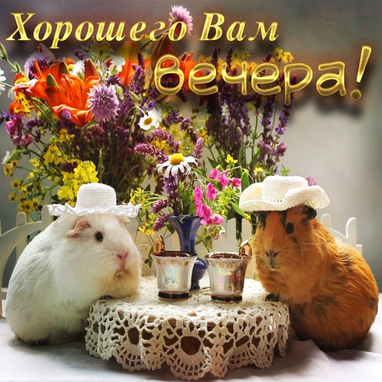 Красивые пожелания доброго вечера