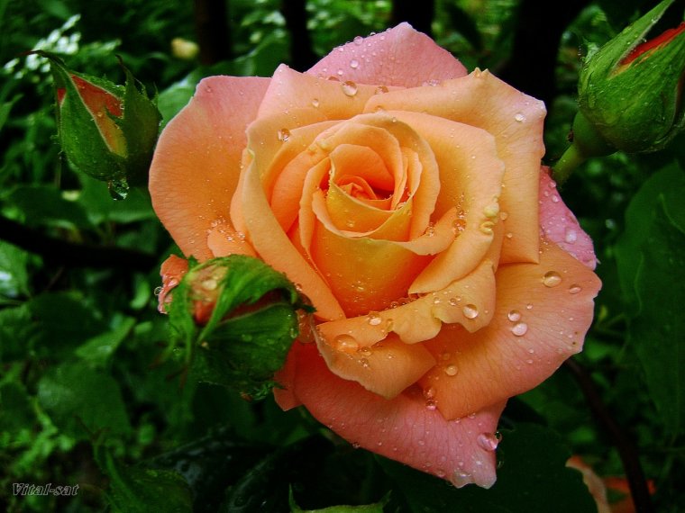 Поздравления с днём рождения Анжеле