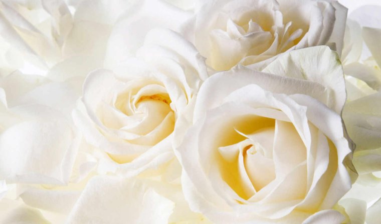 С днём рождения Елена Александровна