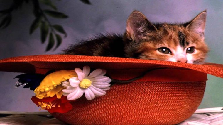 Поздравление с добрым вечером