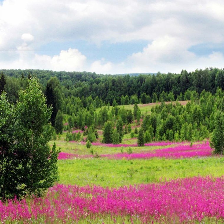 Июль Удмуртия природа Шаркан